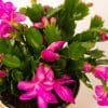 Christmas Cactus (Pink) | Schlumberger | Houseplant | 13cm Pot - Image 2