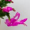 Christmas Cactus (Pink) | Schlumberger | Houseplant | 13cm Pot - Image 3