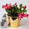Christmas Cactus (Red) | Schlumberger | Houseplant | 13cm Pot