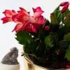 Christmas Cactus (Red) | Schlumberger | Houseplant | 13cm Pot - Image 2
