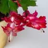Christmas Cactus (Red) | Schlumberger | Houseplant | 13cm Pot - Image 3