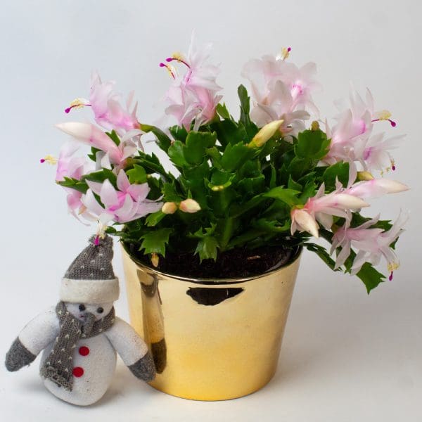 Christmas Cactus (White) | Schlumberger | Houseplant | 13cm Pot - Image 3