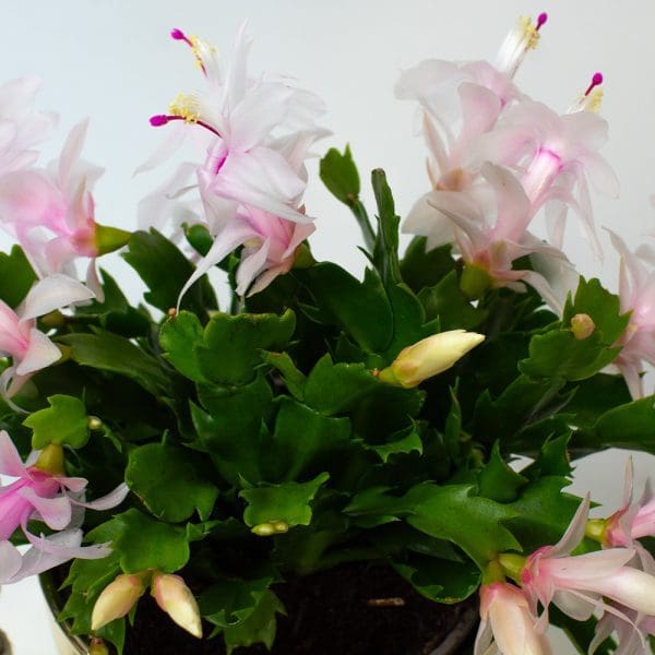 Christmas Cactus (White) | Schlumberger | Houseplant | 13cm Pot - Image 4