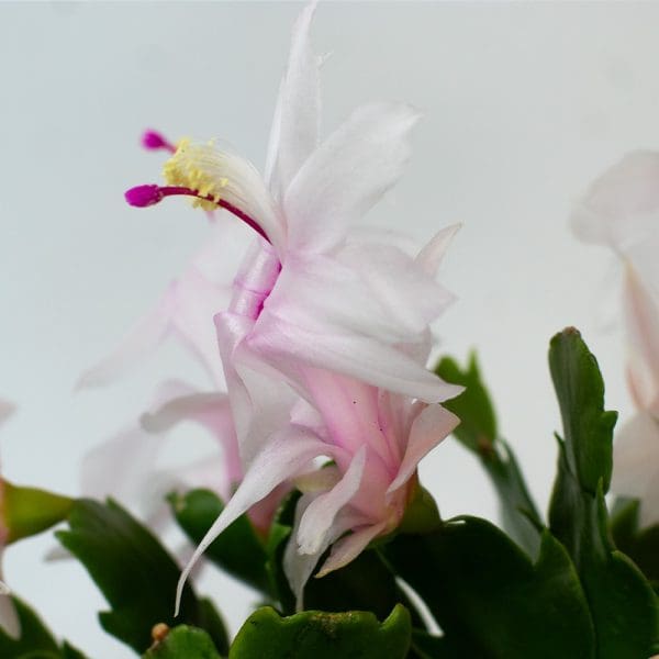 Christmas Cactus (White) | Schlumberger | Houseplant | 13cm Pot - Image 5