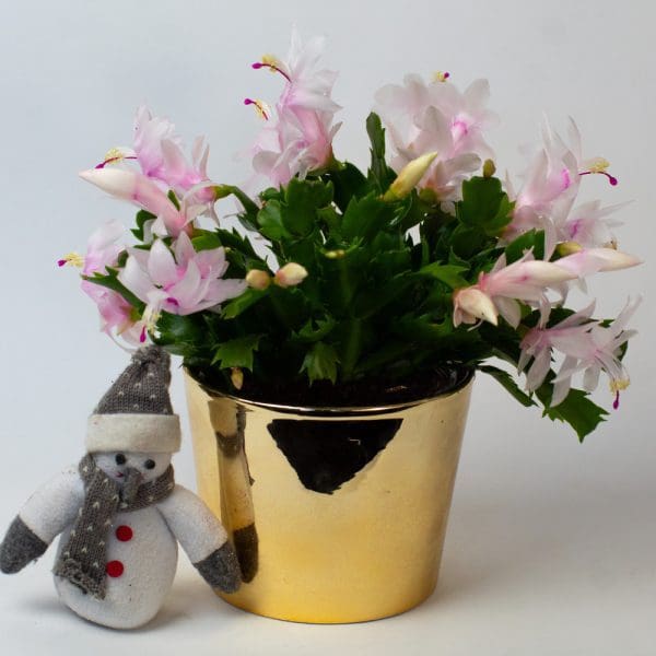 Christmas Cactus (White) | Schlumberger | Houseplant | 13cm Pot