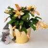 Christmas Cactus (Yellow) | Schlumberger | Houseplant | 13cm Pot - Image 3