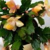 Christmas Cactus (Yellow) | Schlumberger | Houseplant | 13cm Pot - Image 4