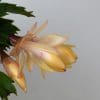 Christmas Cactus (Yellow) | Schlumberger | Houseplant | 13cm Pot - Image 5