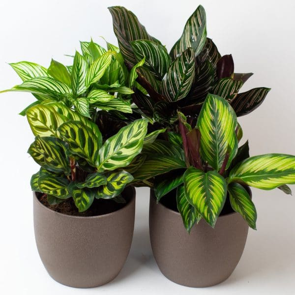 Calathea Plant