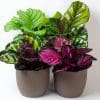 4 x Calathea Plants (Mix 1) in 13cm Recyclable Plastic Pots - Image 2