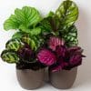 Calathea Plant