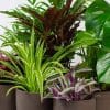 Indoor House Plants Mix x 6 - Air Purifying Plants (13cm pots) - Image 2