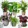 Indoor House Plants Mix x 6 - Air Purifying Plants (13cm pots) - Image 5