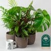 Indoor House Plants Mix x 6 - Air Purifying Plants (13cm pots) - Image 4