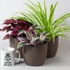 Indoor House Plants Mix x 6 - Air Purifying Plants (13cm pots) - Image 3