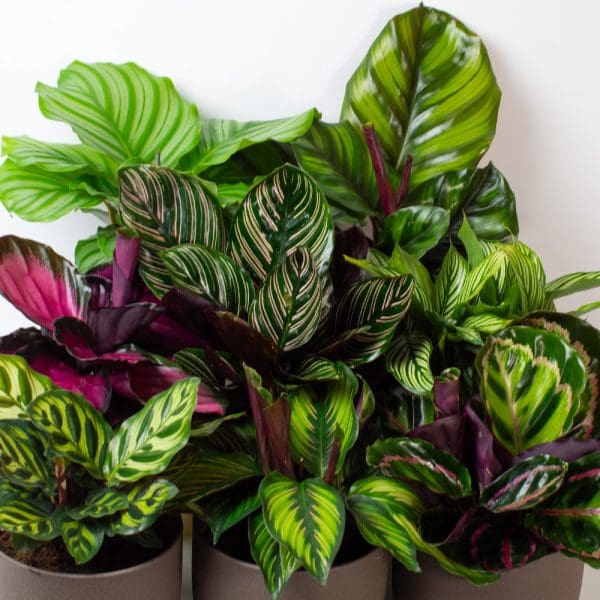 Calathea Plants
