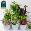 Indoor House Plant Mix - Air Purifying Plants