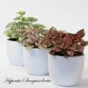 Indoor House Plants Mix x 9 - Air Purifying Plants (9cm pots) - Image 8