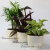 Indoor House Plants Mix x 9 - Air Purifying Plants (9cm pots) - Image 7