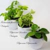 Indoor House Plants Mix x 9 - Air Purifying Plants (9cm pots) - Image 6