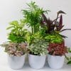 Indoor House Plants Mix x 9 - Air Purifying Plants (9cm pots) - Image 3