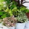 Indoor House Plants Mix x 9 - Air Purifying Plants (9cm pots) - Image 4