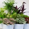 Indoor House Plants Mix x 9 - Air Purifying Plants (9cm pots) - Image 5