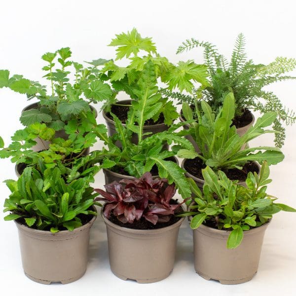 Alpine and Perennial