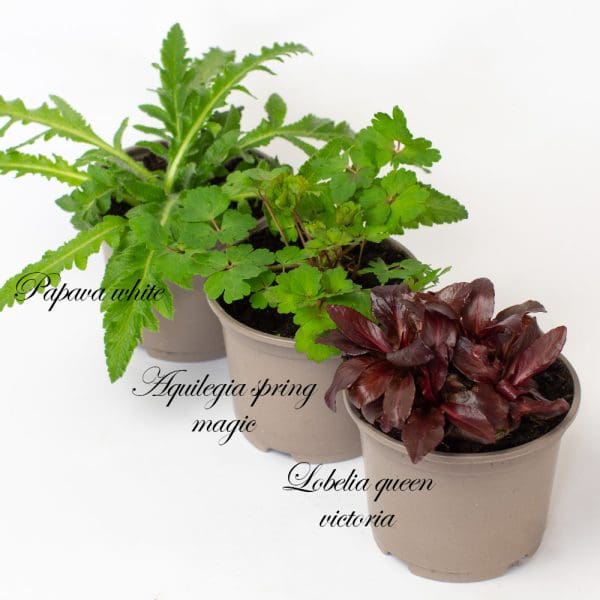 Alpine and Perennial Plants (9 x 10.5cm pots) - Image 2