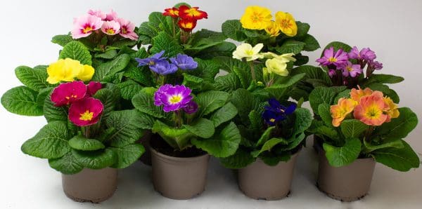 9 x Mix of Flowering Primrose | 10.5cm pots