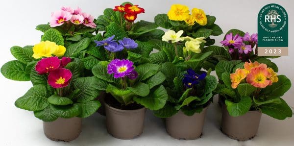 9 x Mix of Flowering Primrose | 10.5cm pots - Image 2