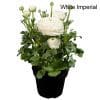 9 x Mix of Ranunculus | 10.5cm pots - Image 4