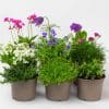 Rockery Plants Mix
