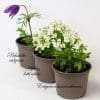 Rockery Plants Mix x 9 (10.5cm plastic pots) - Image 5