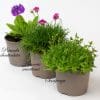 Rockery Plants Mix x 9 (10.5cm plastic pots) - Image 6