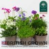 Rockery Plants Mix x 9 (10.5cm plastic pots) - Image 2