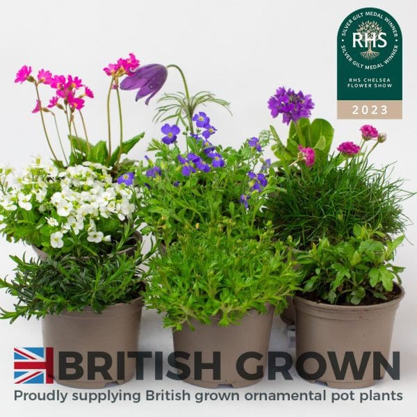 Rockery Plants Mix x 9 (10.5cm plastic pots) - Image 2