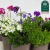 Rockery Plants Mix x 9 (10.5cm plastic pots) - Image 3