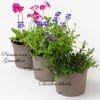 Rockery Plants Mix x 9 (10.5cm plastic pots) - Image 4