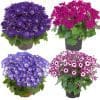 4 x Mix of Cineraria Senetti | 13cm pots