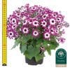 4 x Mix of Cineraria Senetti | 13cm pots - Image 2