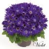 4 x Mix of Cineraria Senetti | 13cm pots - Image 8