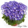 4 x Mix of Cineraria Senetti | 13cm pots - Image 7