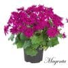 4 x Mix of Cineraria Senetti | 13cm pots - Image 6