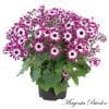 4 x Mix of Cineraria Senetti | 13cm pots - Image 5
