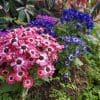 4 x Mix of Cineraria Senetti | 13cm pots - Image 4
