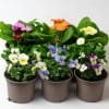 9 x Hanging Basket Outdoor Plants | 3x Bellis | 3x Primrose | 3x Viola in 10.5cm Pots