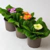 9 x Hanging Basket Outdoor Plants | 3x Bellis | 3x Primrose | 3x Viola in 10.5cm Pots - Image 3
