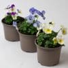 9 x Hanging Basket Outdoor Plants | 3x Bellis | 3x Primrose | 3x Viola in 10.5cm Pots - Image 4