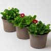 9 x Hanging Basket Outdoor Plants | 3x Bellis | 3x Primrose | 3x Viola in 10.5cm Pots - Image 5